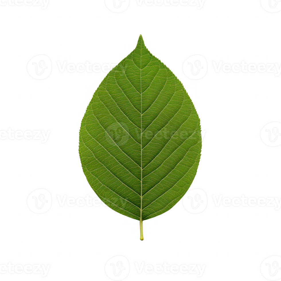 A vibrant green leaf showcasing intricate vein patterns against a solid background. png