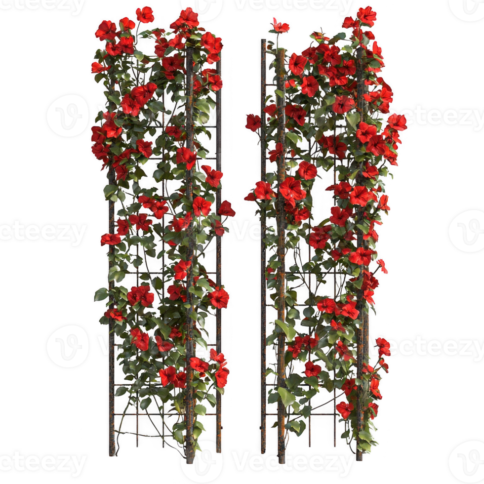 Vibrant red roses climbing on a decorative trellis, adding beauty to any garden space. png