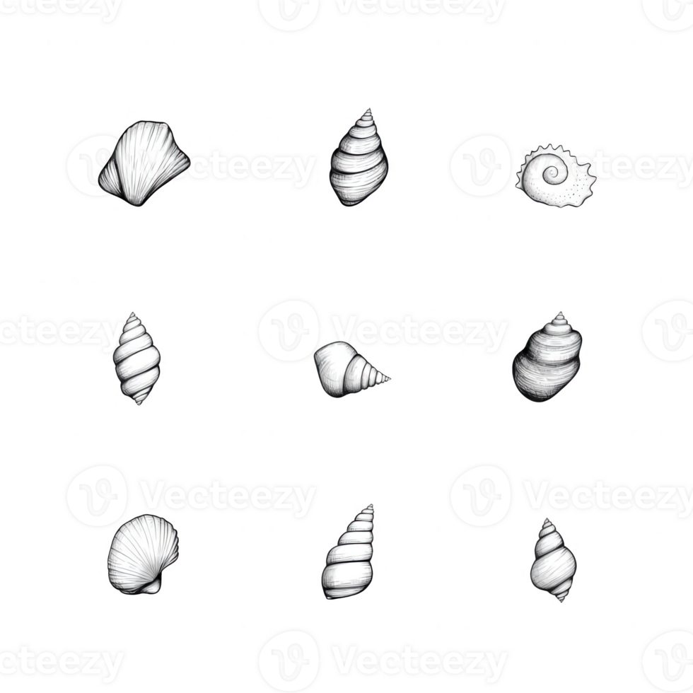 A collection of elegant seashells showcasing diverse shapes and textures. png