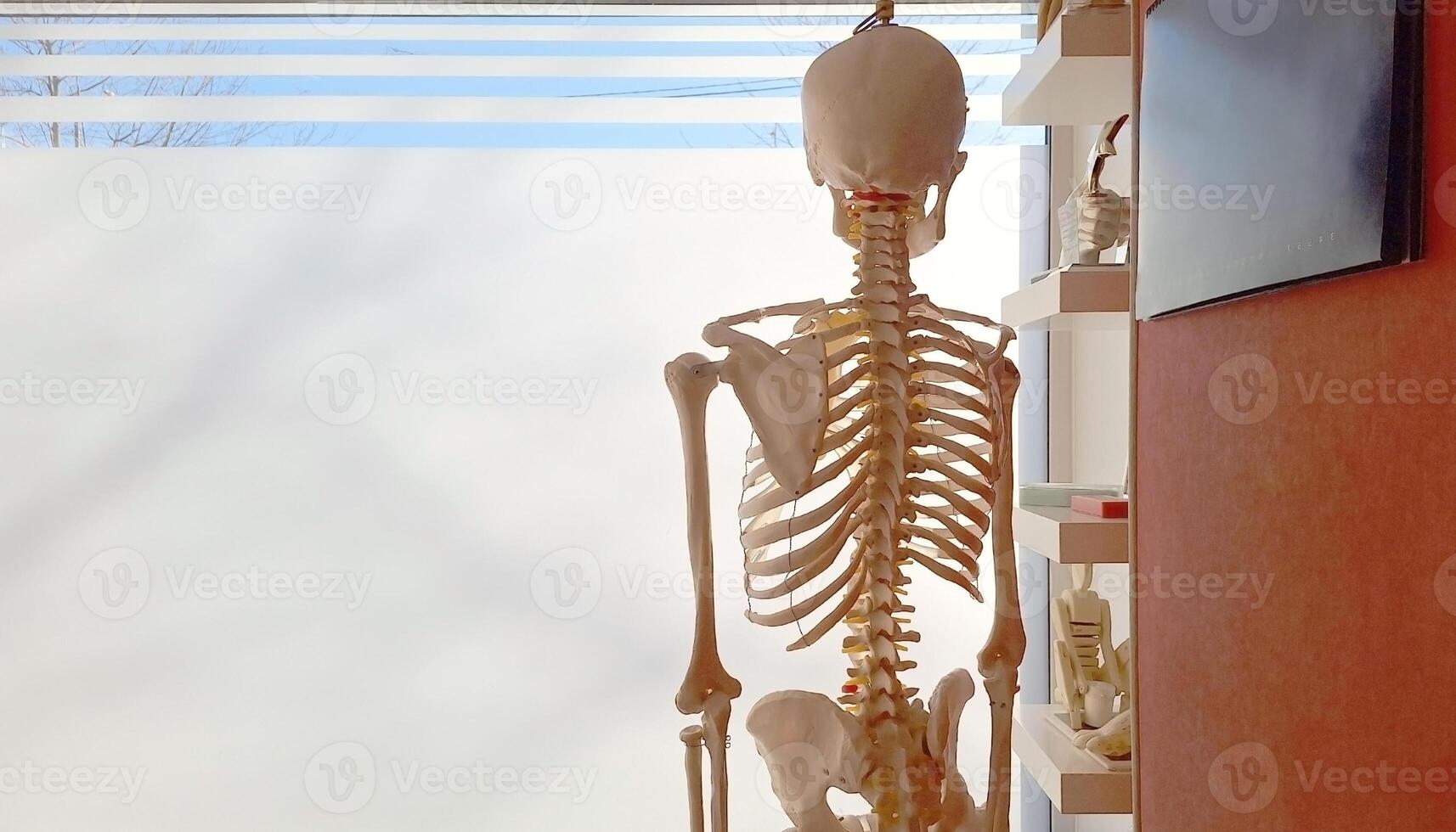 Anatomical skeleton model in bright medical office photo