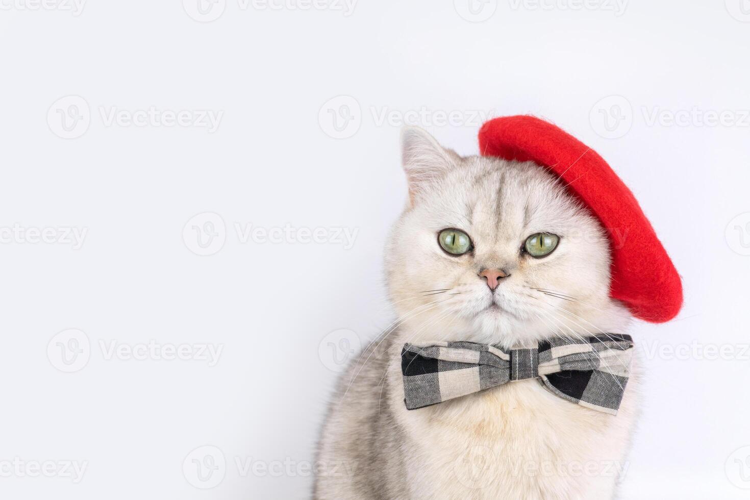 Charming cat in red beret and plaid bow tie against plain background photo