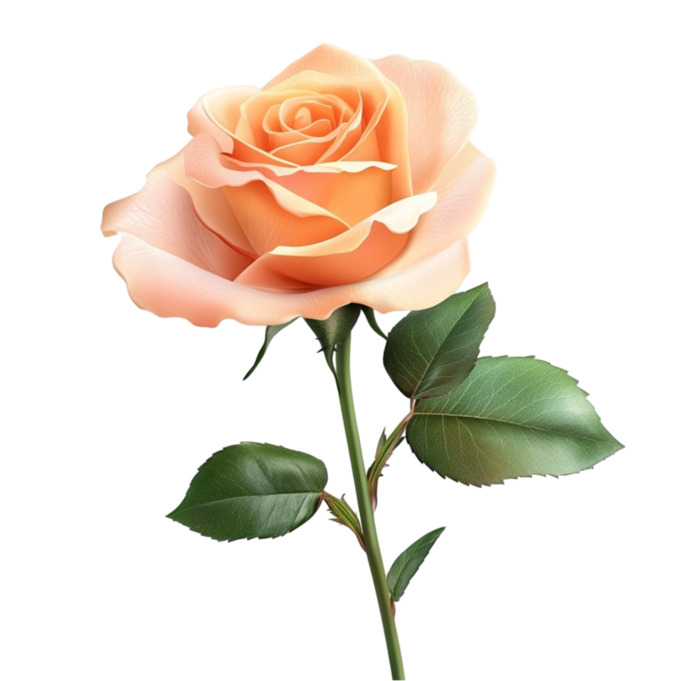 A single peach rose is shown on a black background png