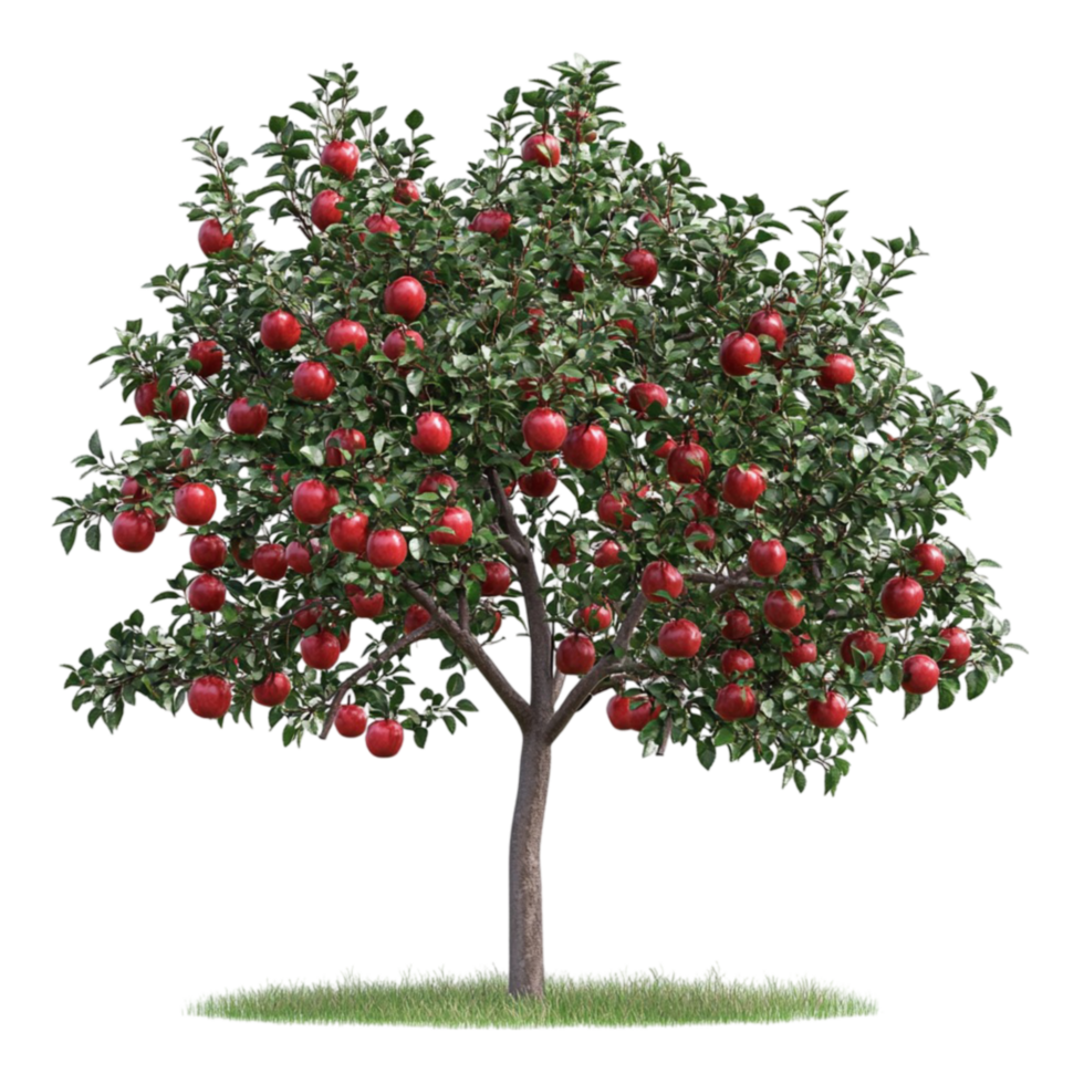 Apple Tree with Red Apples On Transparent Background png