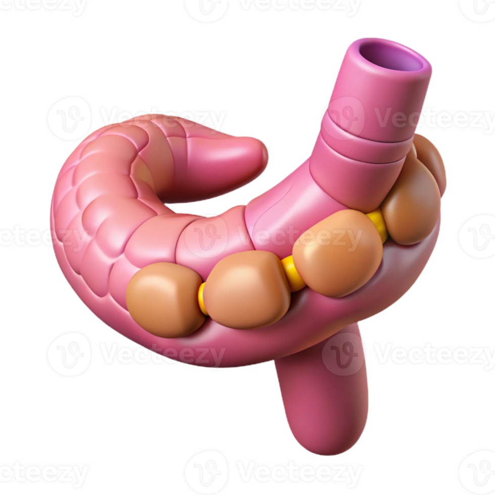 3D Model of the Human Pancreas png