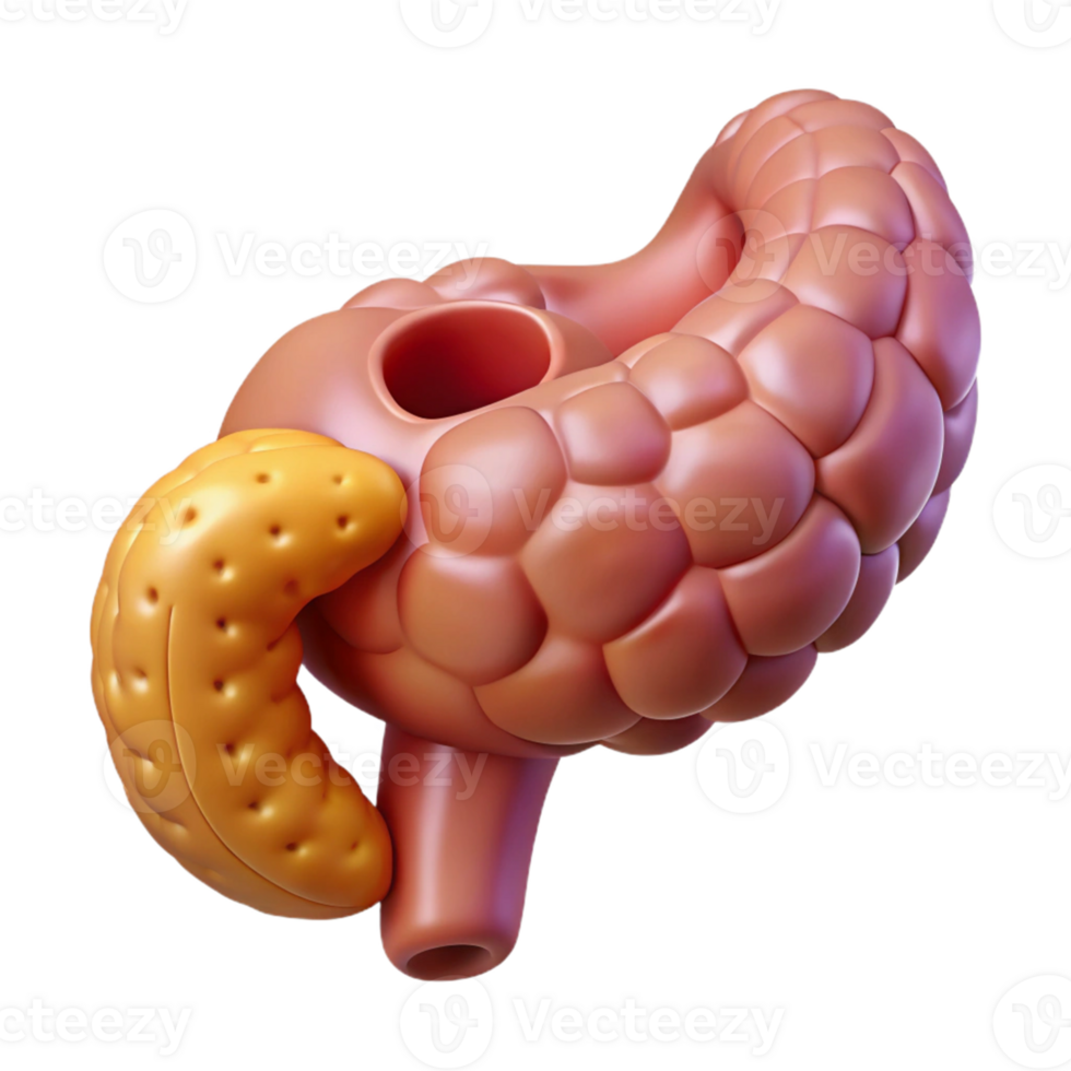 3D Render of Pancreas and Digestive System png