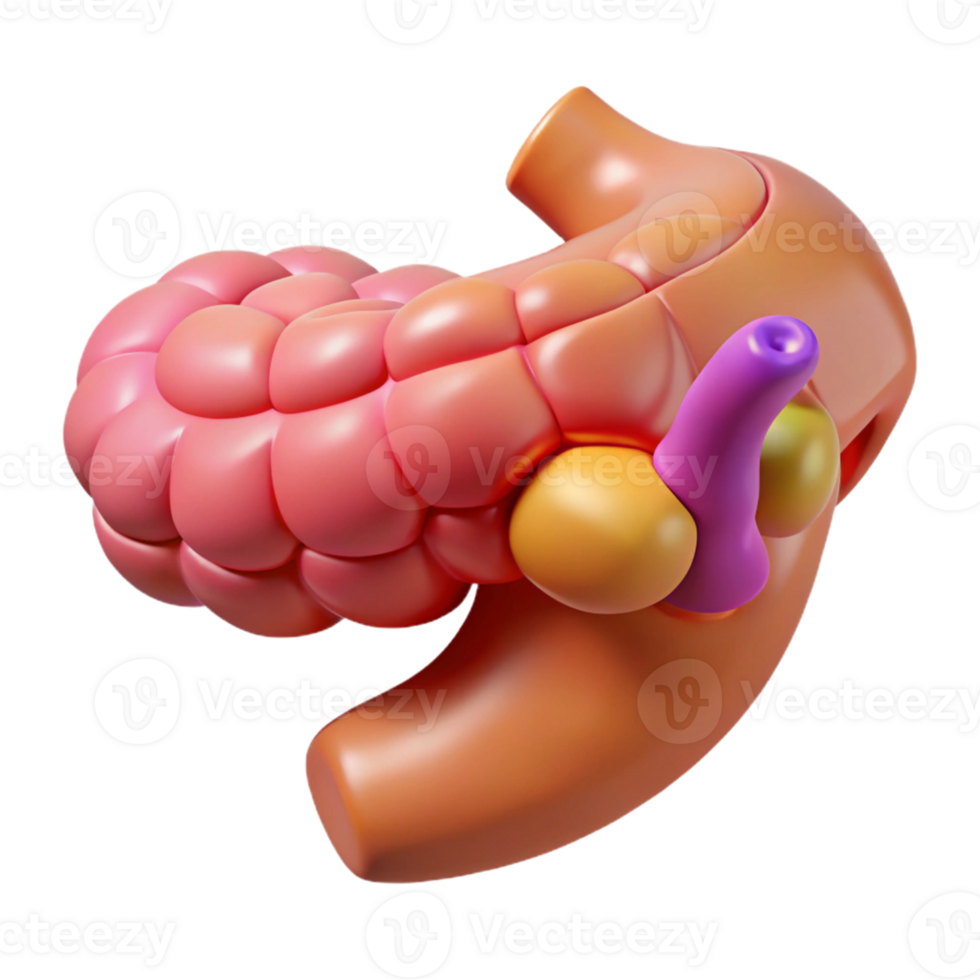 3D Illustration of Pancreas and Duodenum png
