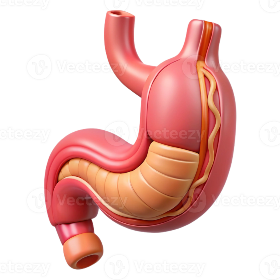 3D Model of the Human Stomach png