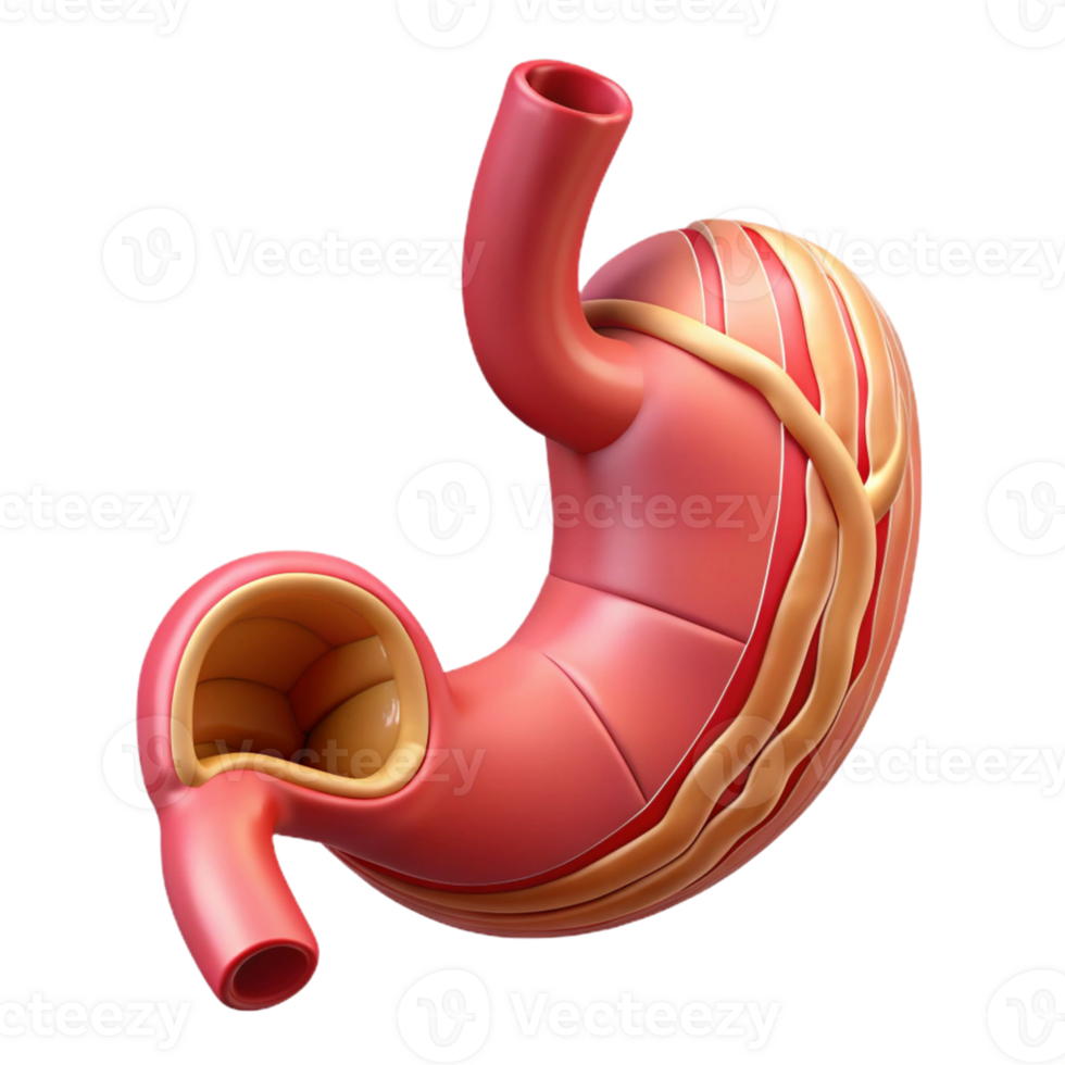 3D Human Stomach Illustration png