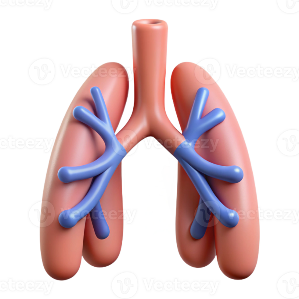 3D Illustration of Lungs with Bronchial Tubes png