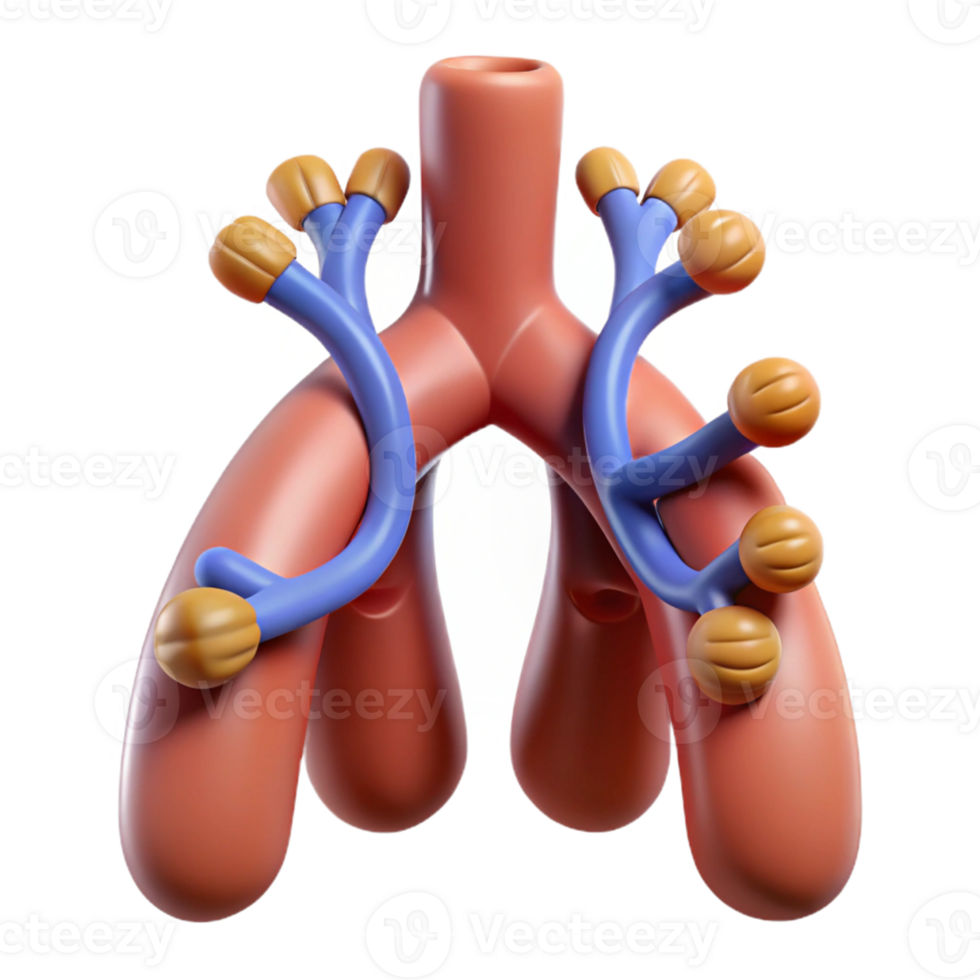 3D Render of the Respiratory System png