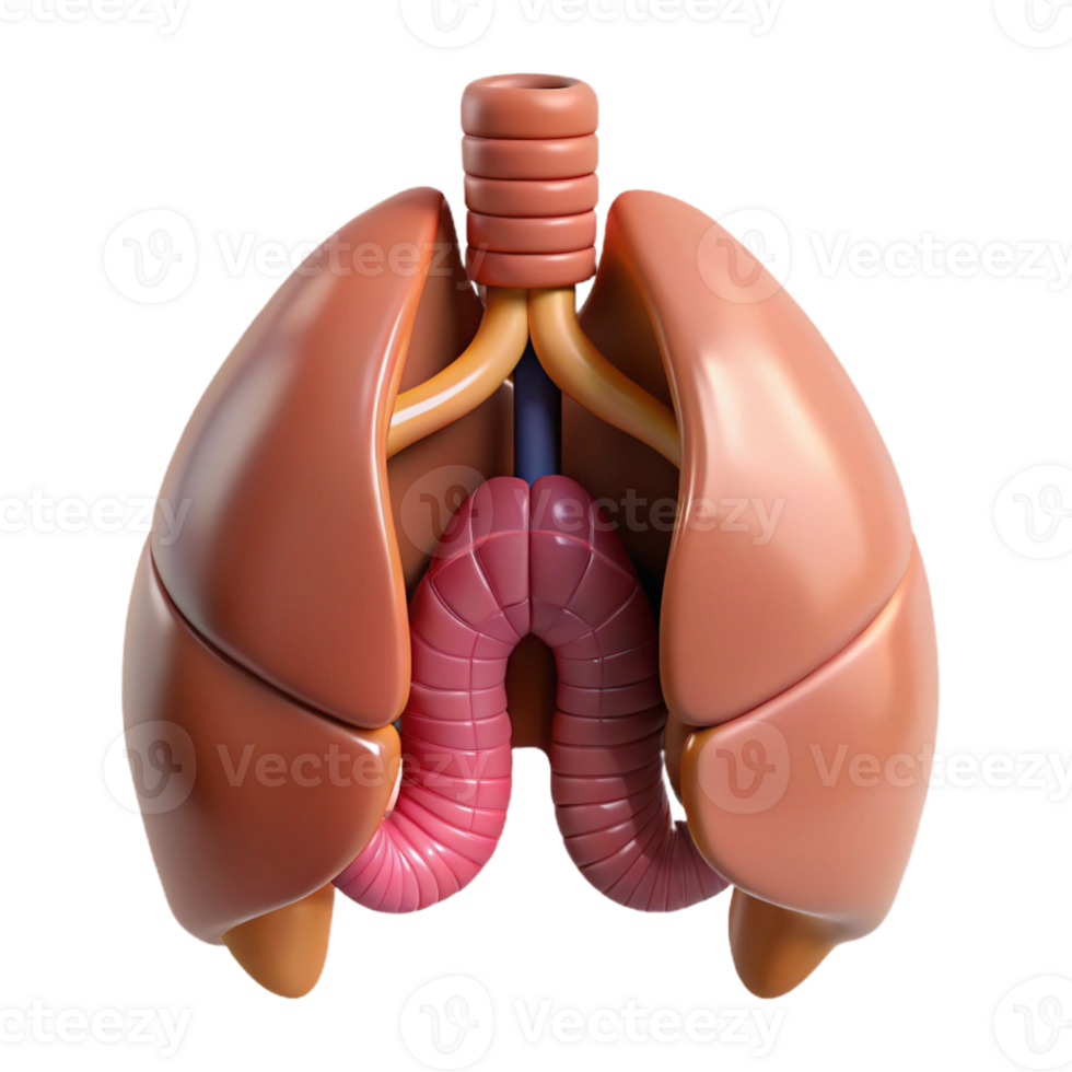 3D Render of Human Lungs and Trachea png