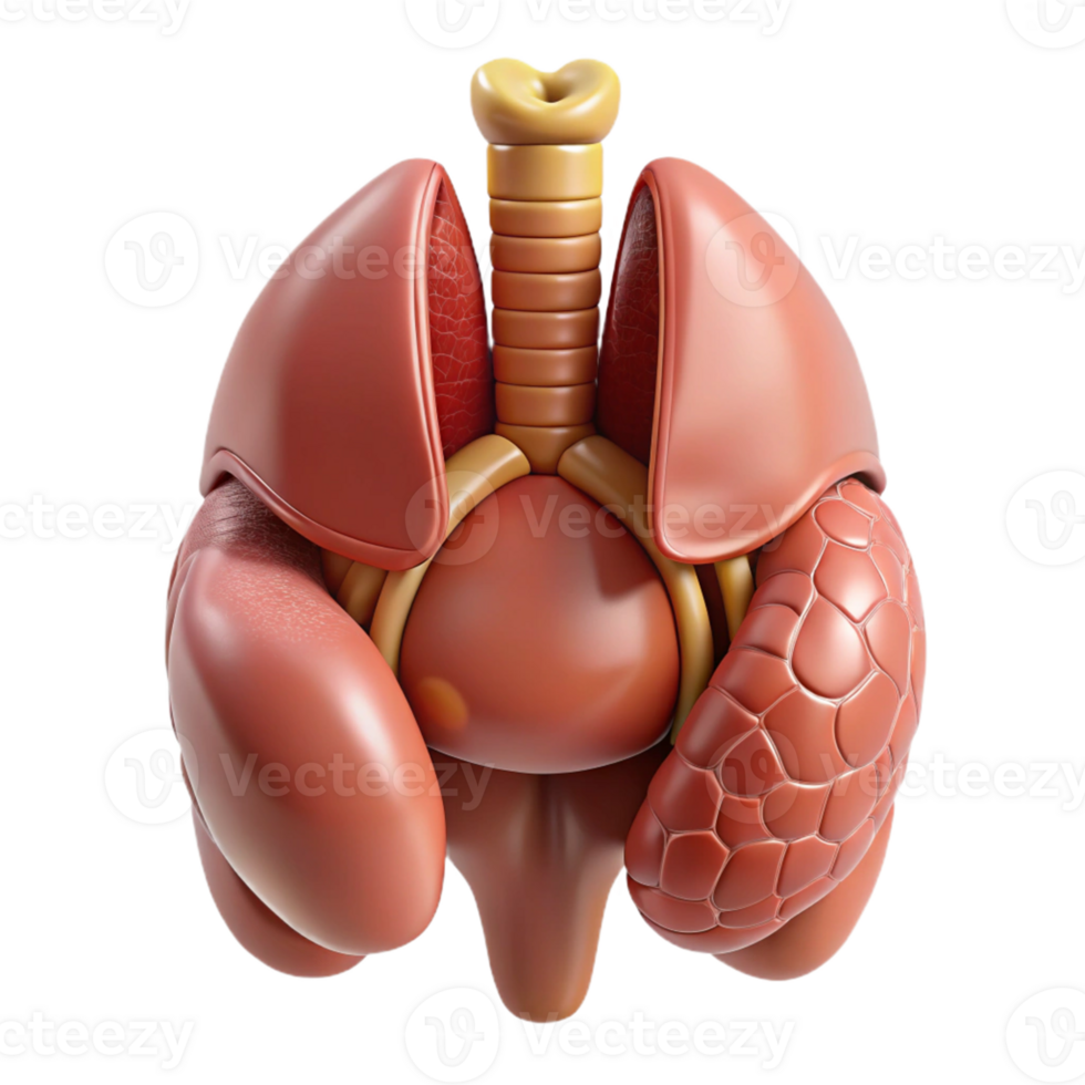 3D Render of Human Respiratory System Illustration png