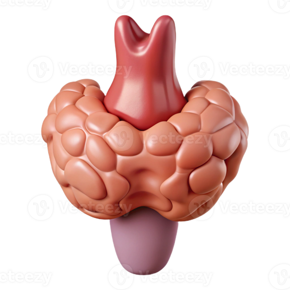 3D Render of the Thyroid Gland png