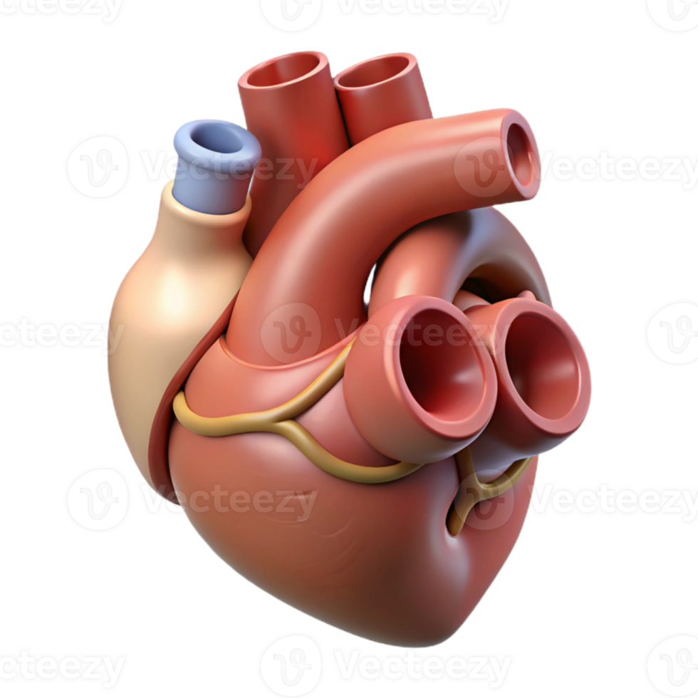 3D Rendered Human Heart Model png