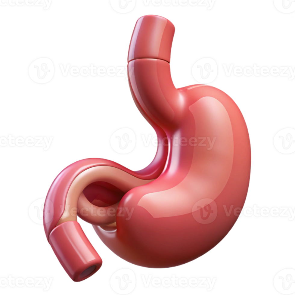 3D Render of a Stomach png