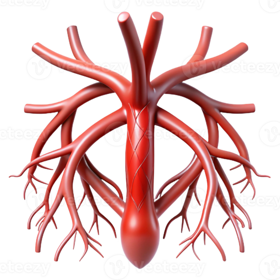 3D Model of a Human Artery png