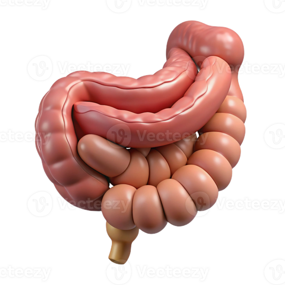 3D Render of the Human Intestine png