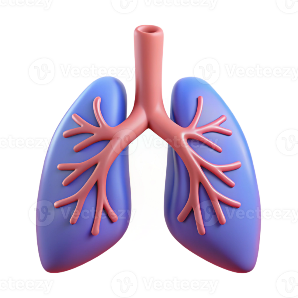 3D Illustration of Lungs png