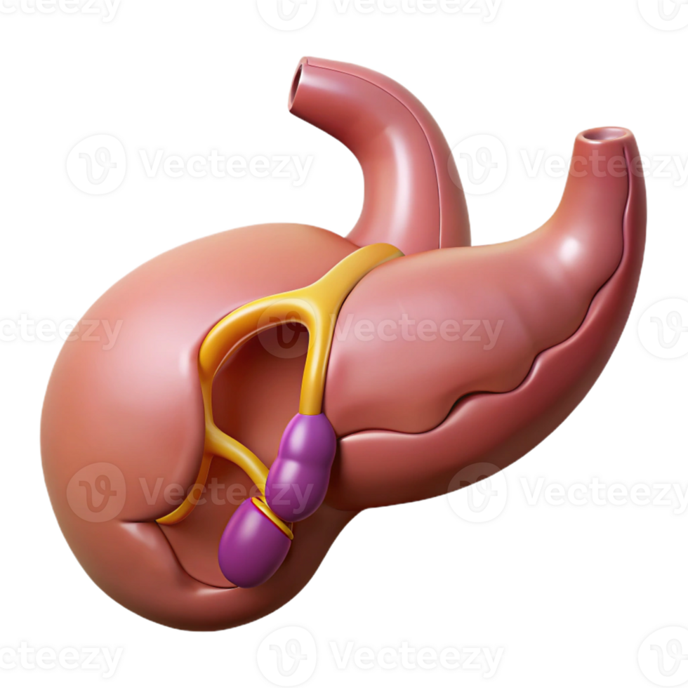 3D Model of Human Pancreas, Stomach, and Duodenum png
