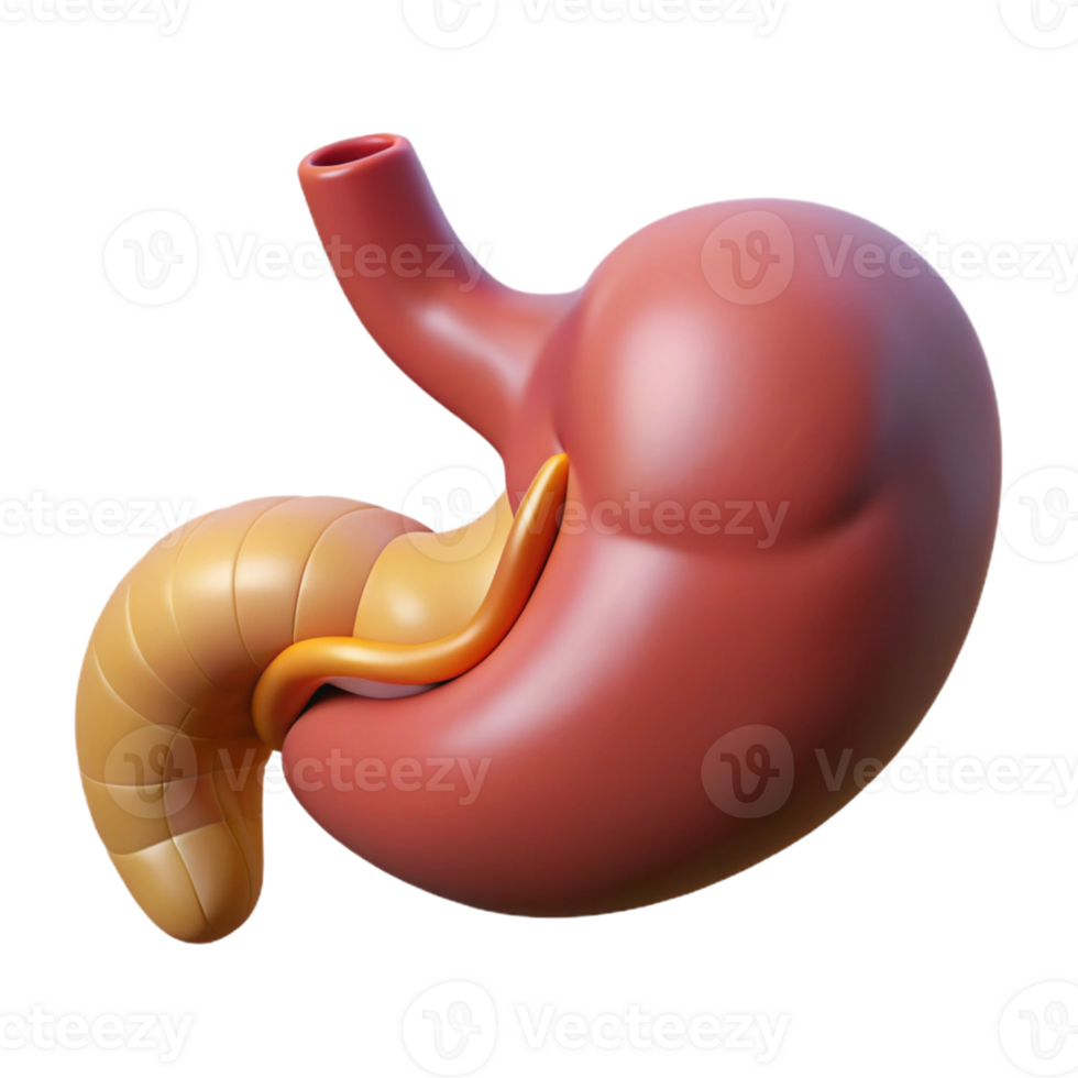 3D Render of Human Stomach and Duodenum png