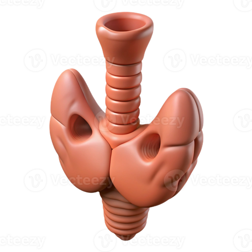 3D Illustration of an Organ png