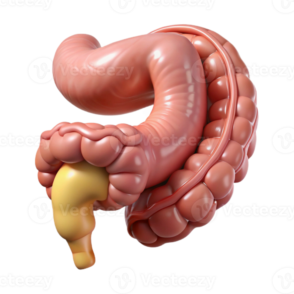 Human Intestine Anatomy 3D Model png