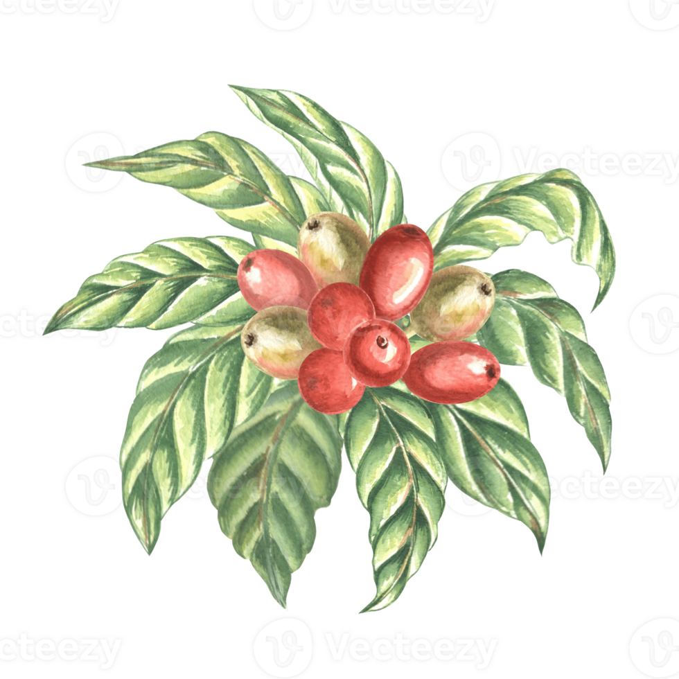 Red coffee berries with leaves. Composition of watercolor hand drawn illustration isolated. Arabica and Robusta sort. Ingredients for natural aromatic invigorating drink. Clipart for packaging, card. png