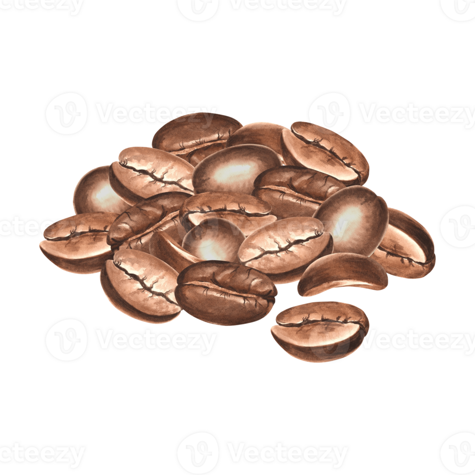 Roasted coffee beans in pile. Watercolor hand drawn illustration isolated. Grains or seeds Arabica and Robusta sort. Ingredients for aromatic invigorating drink. Clipart for packaging, postcard, cover png