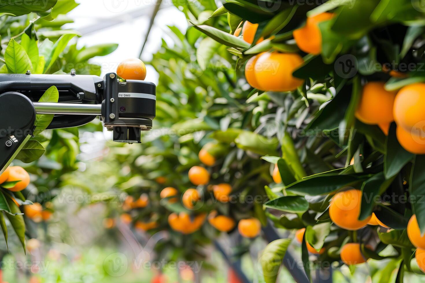 Robotic arm harvesting oranges in lush orchard for efficient sustainable agriculture photo
