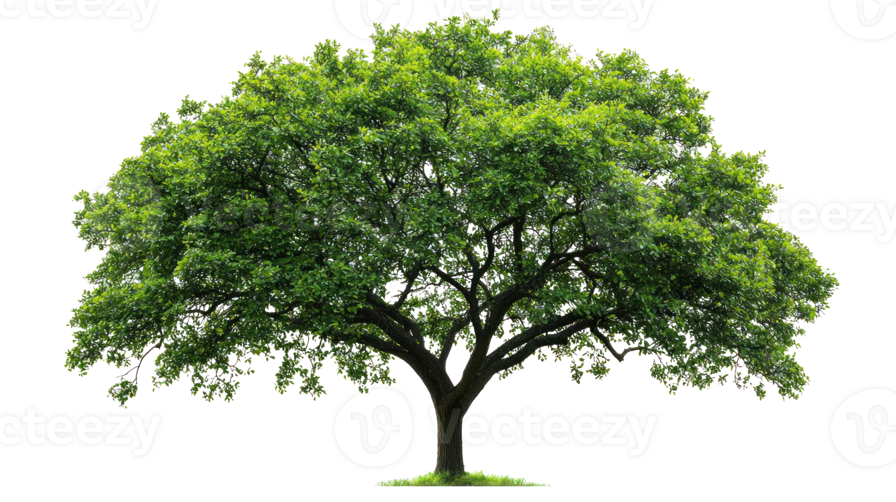 Green spring tree leaves and branches isolate on transparent background png