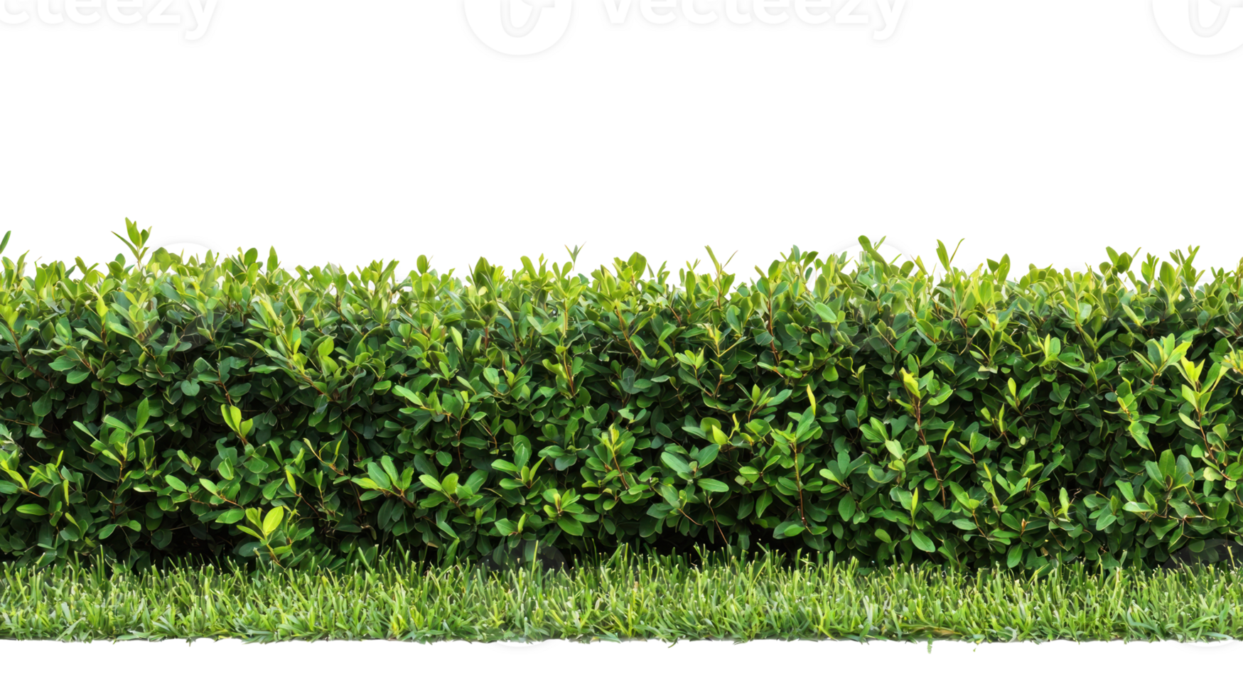Green hedge isolate on transparent background png