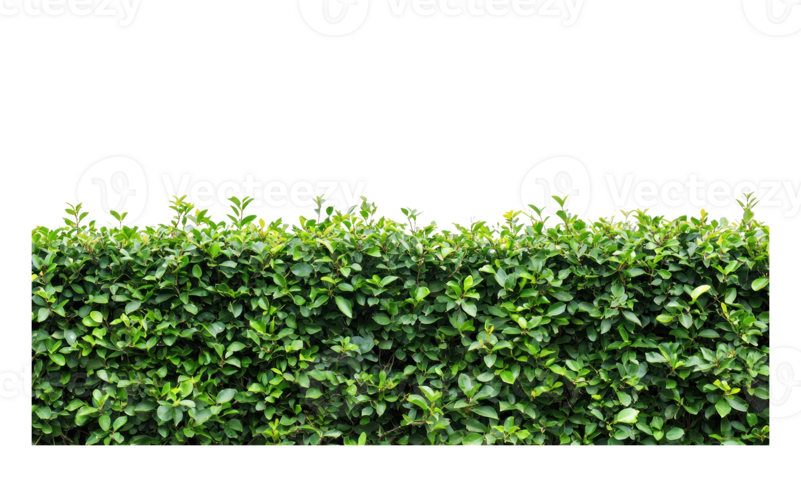 Green hedge wall isolate on transparent background png