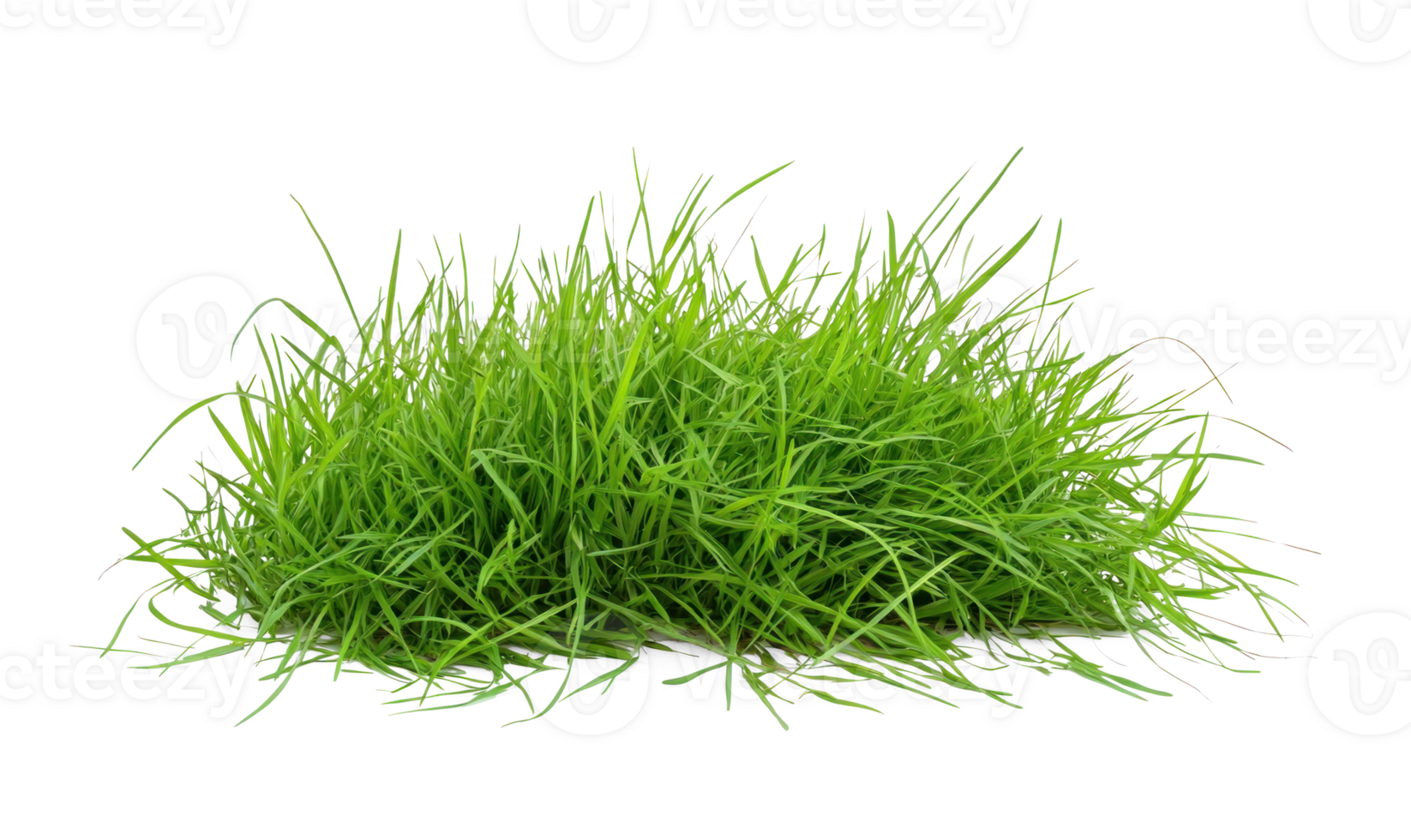 green grass on a transparent background png