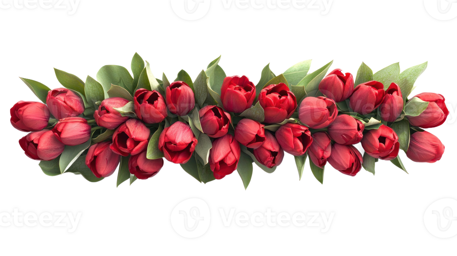 Row of man Tulips frame top view isolate on transparent background png