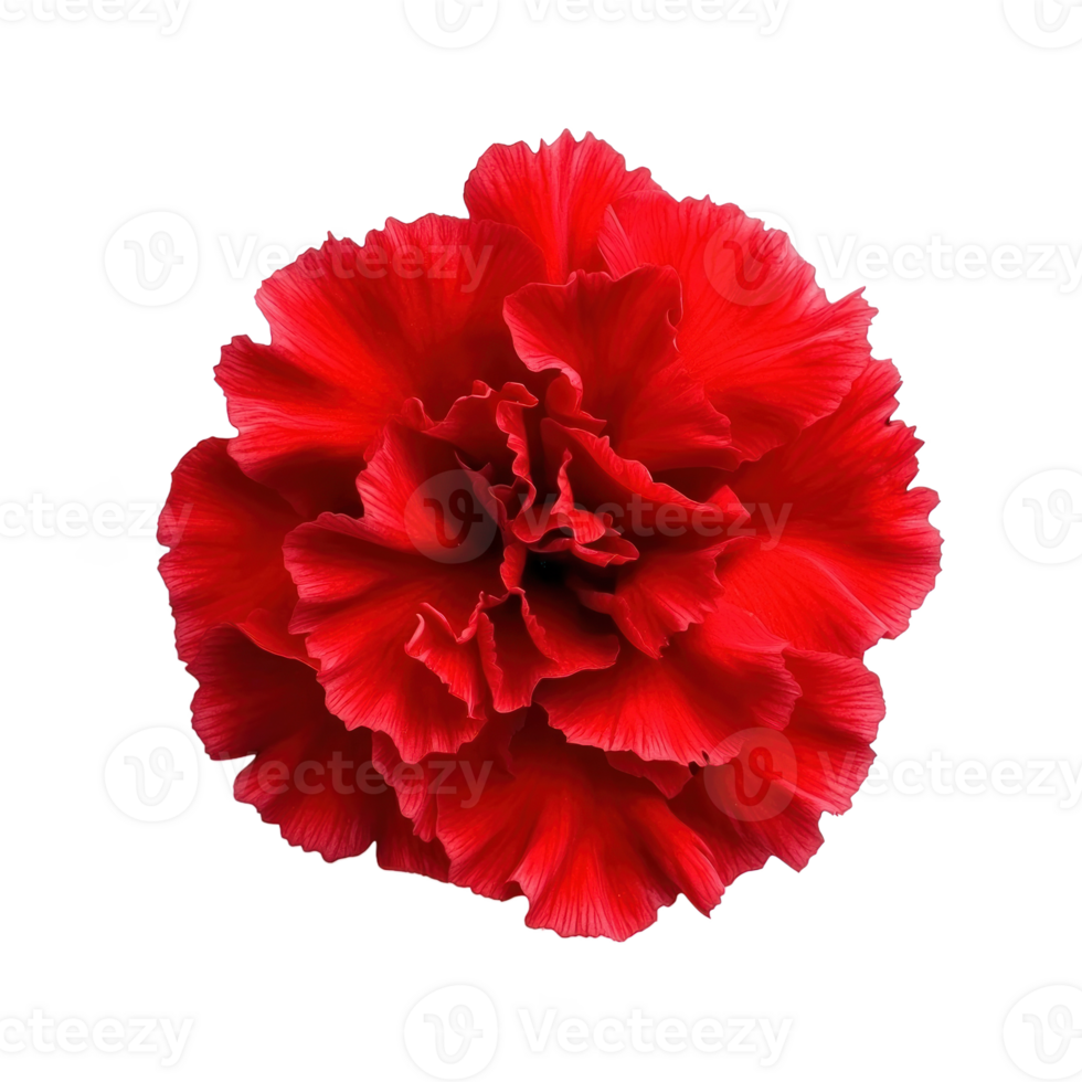 Carnation red flower isolate on transparent background png