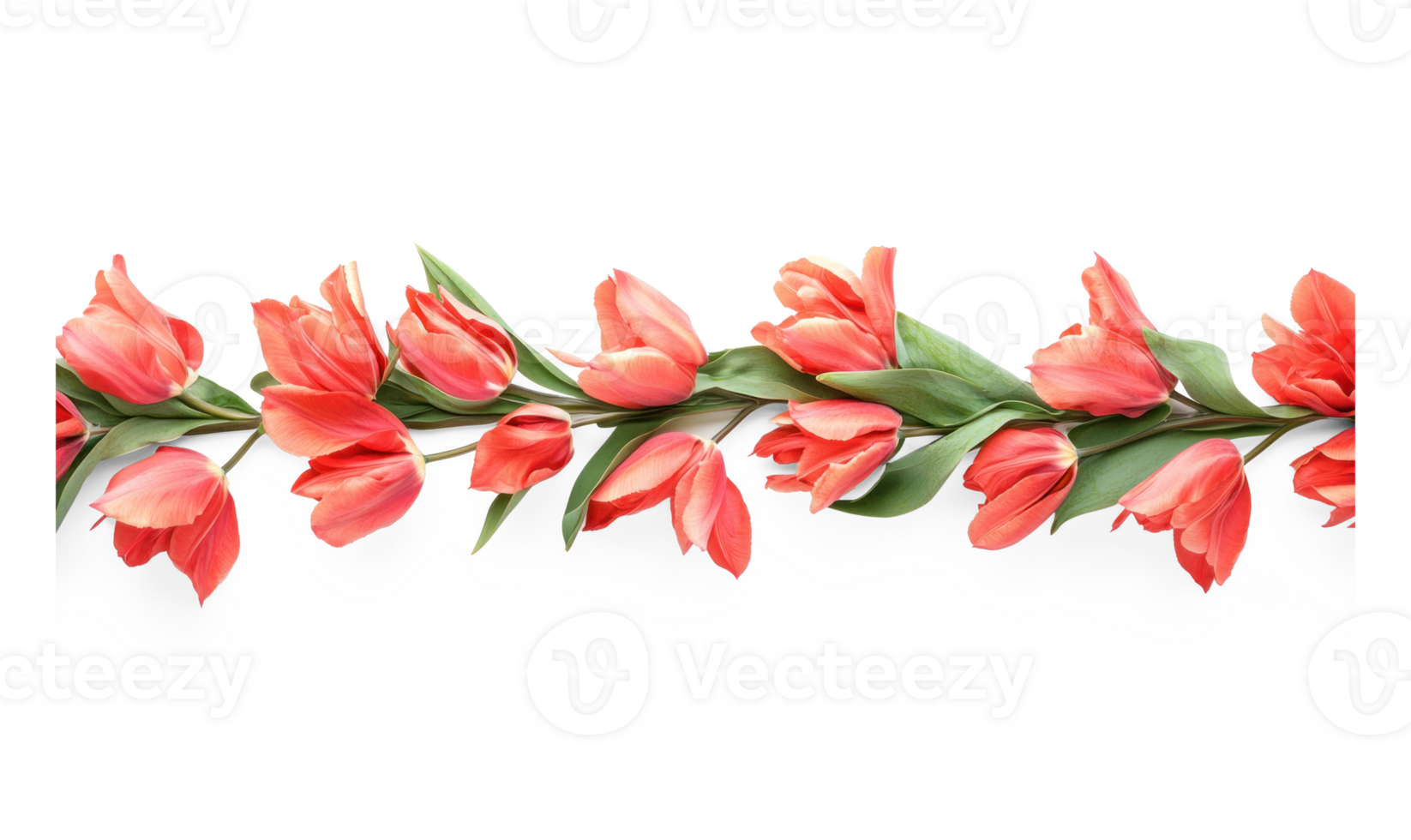 Row of tulips flowers border isolate on transparent background png