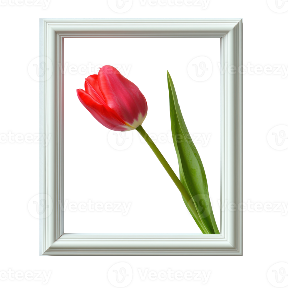 A red tulip on white empty wooden frame isolate on transparent background png
