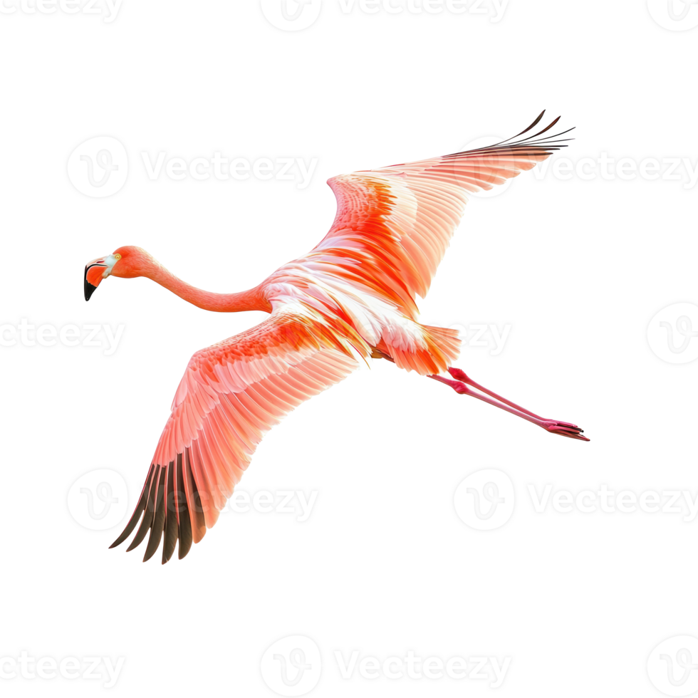 Flamingo flying isolate on transparent background png