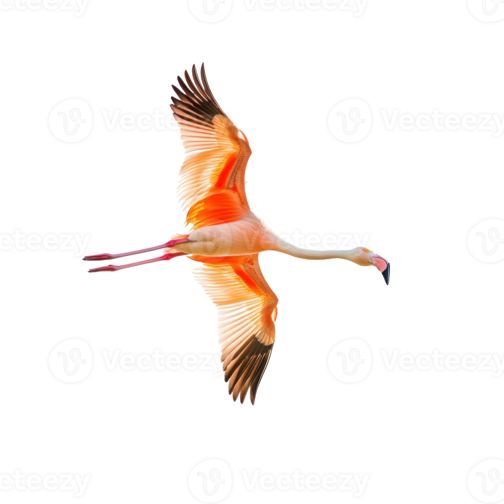 flamingo flying on transparent background png
