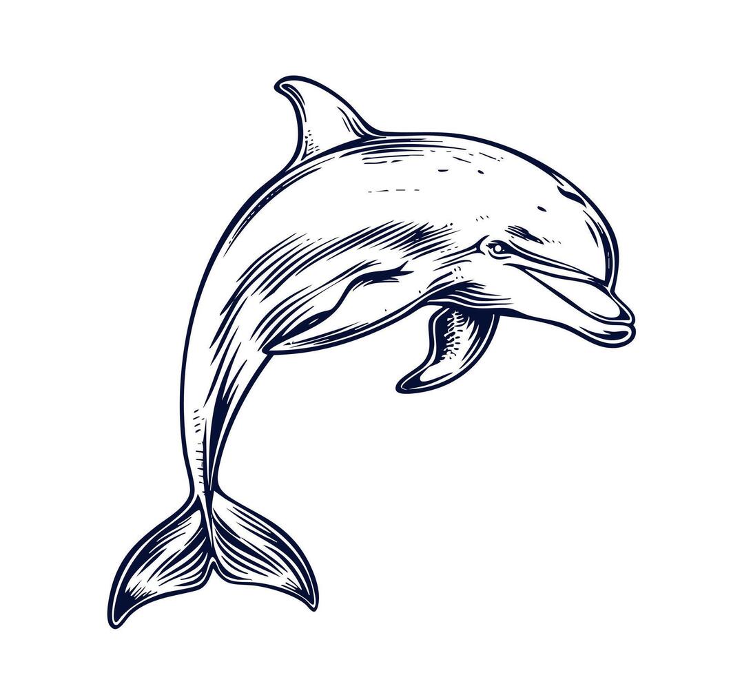 Hand drawn of dolphin, illustration art. vector