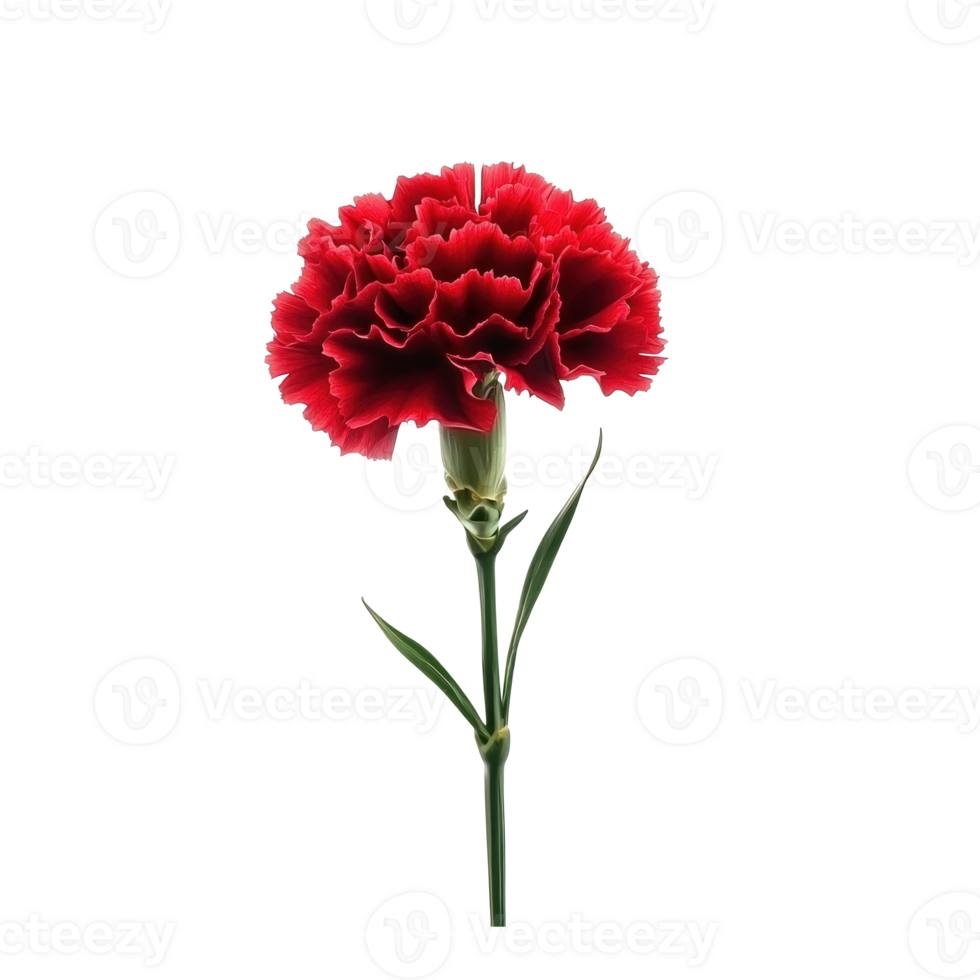 red carnation flower on transparent background png