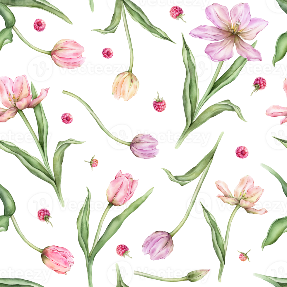 Seamless pattern of pastel pink light violet yellow bud Tulips and Raspberries watercolor illustration isolated on background. Hand drawn delicate spring flower for spring wedding repeat design png