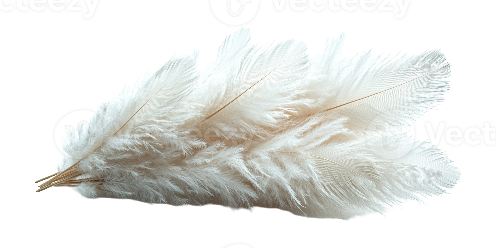 White feather cluster isolated on transparent background png