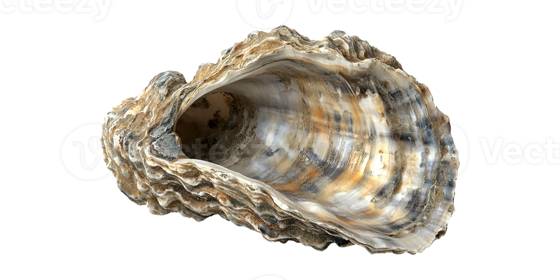 Oyster shell with texture and layered patterns isolated on transparent background png