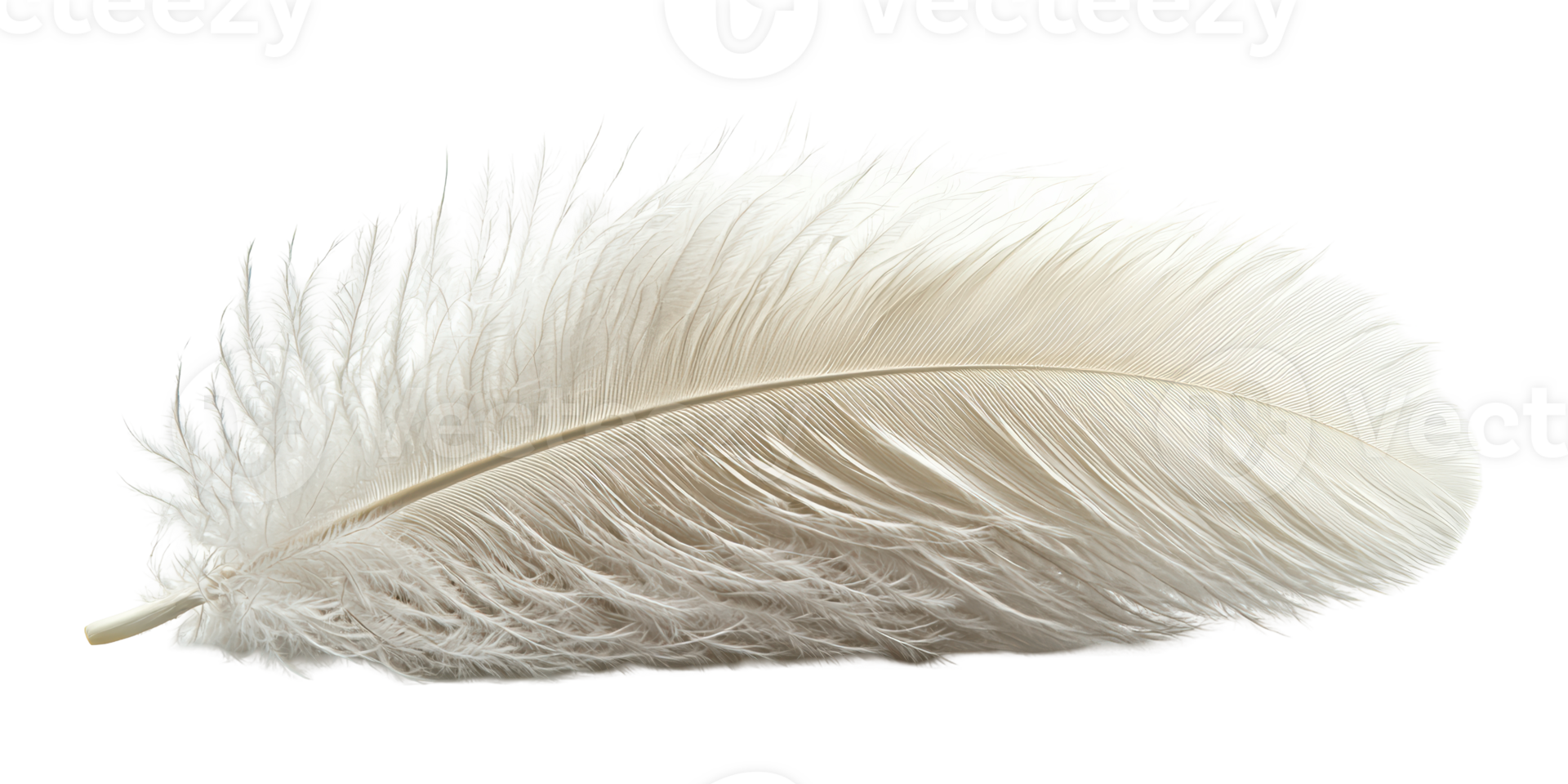 White feather isolated on transparent background png