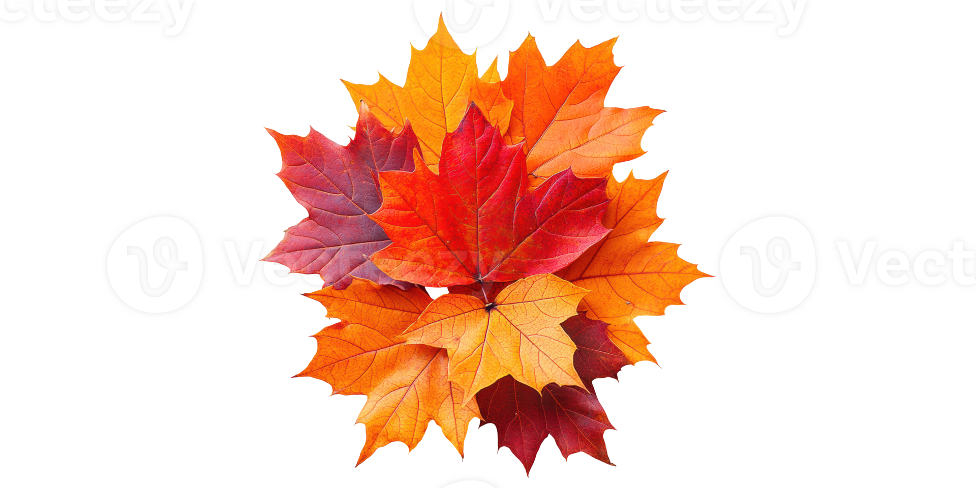 Autumn leaves in various colors isolated on transparent background png
