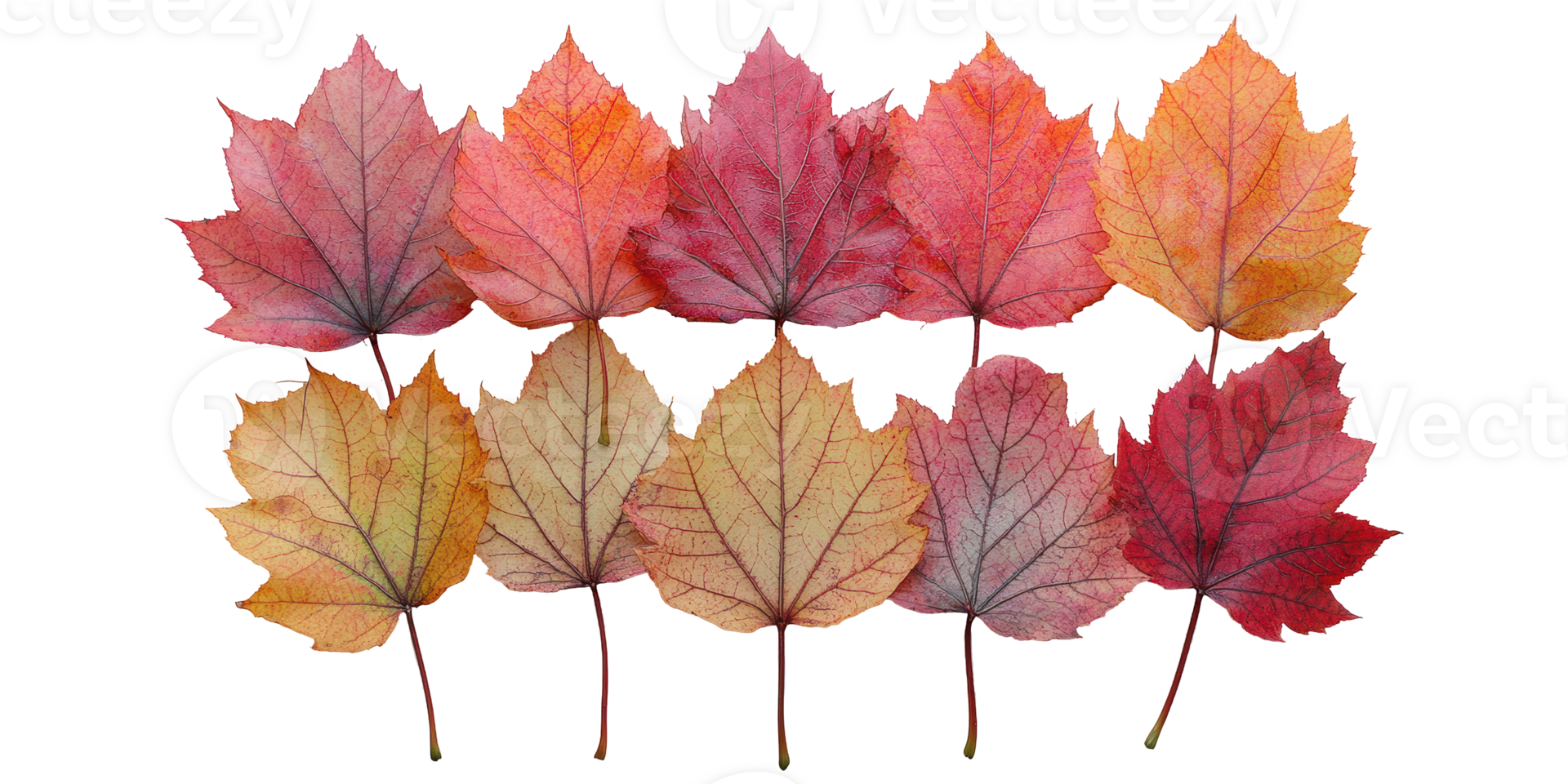 Collection of autumn maple leaves in various colors isolated on transparent background png