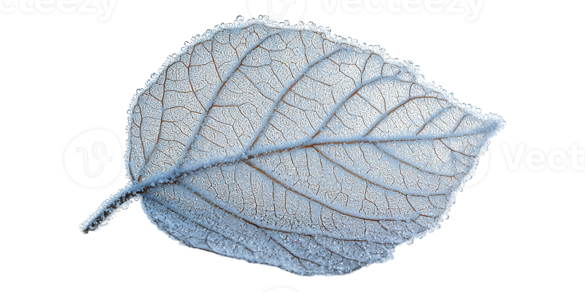 Frosted leaf with intricate veins isolated on transparent background png