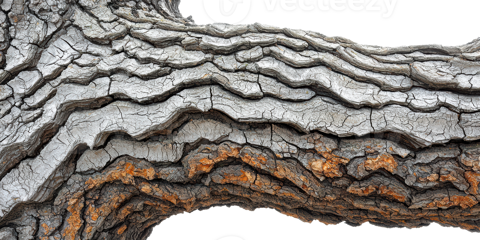 Close-up of weathered tree bark isolated on transparent background png