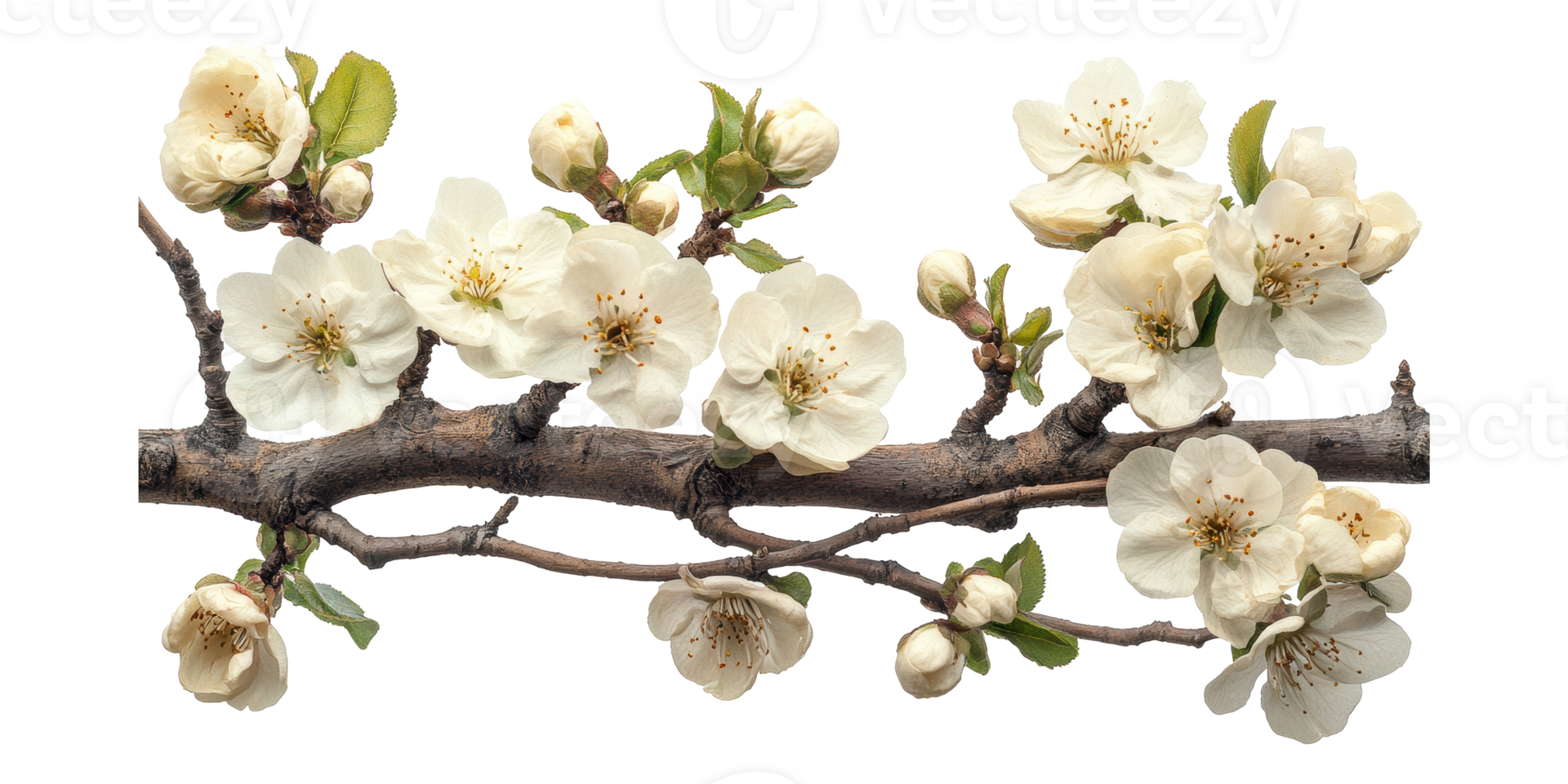 Cherry blossom branch with white flowers isolated on transparent background png